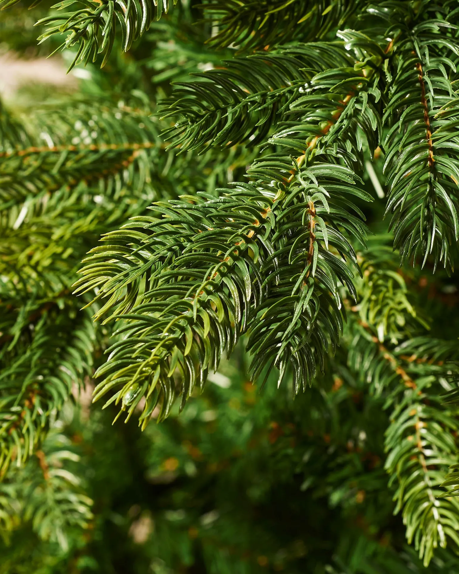 Himalayan Fir Christmas Tree, 7 Ft