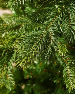 Himalayan Fir Christmas Tree, 8 Ft