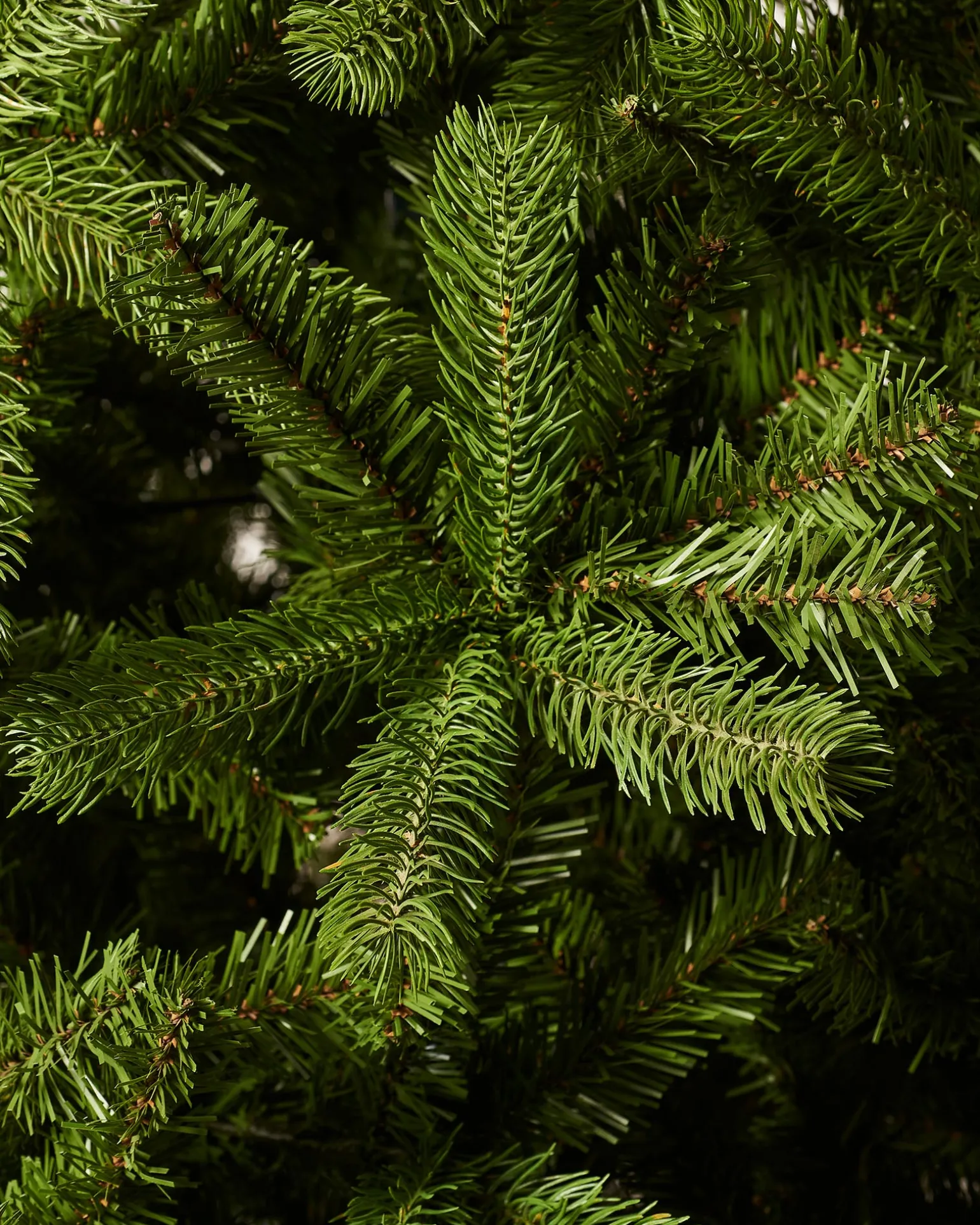 Large Mixed Pine Christmas Tree, 8 Ft