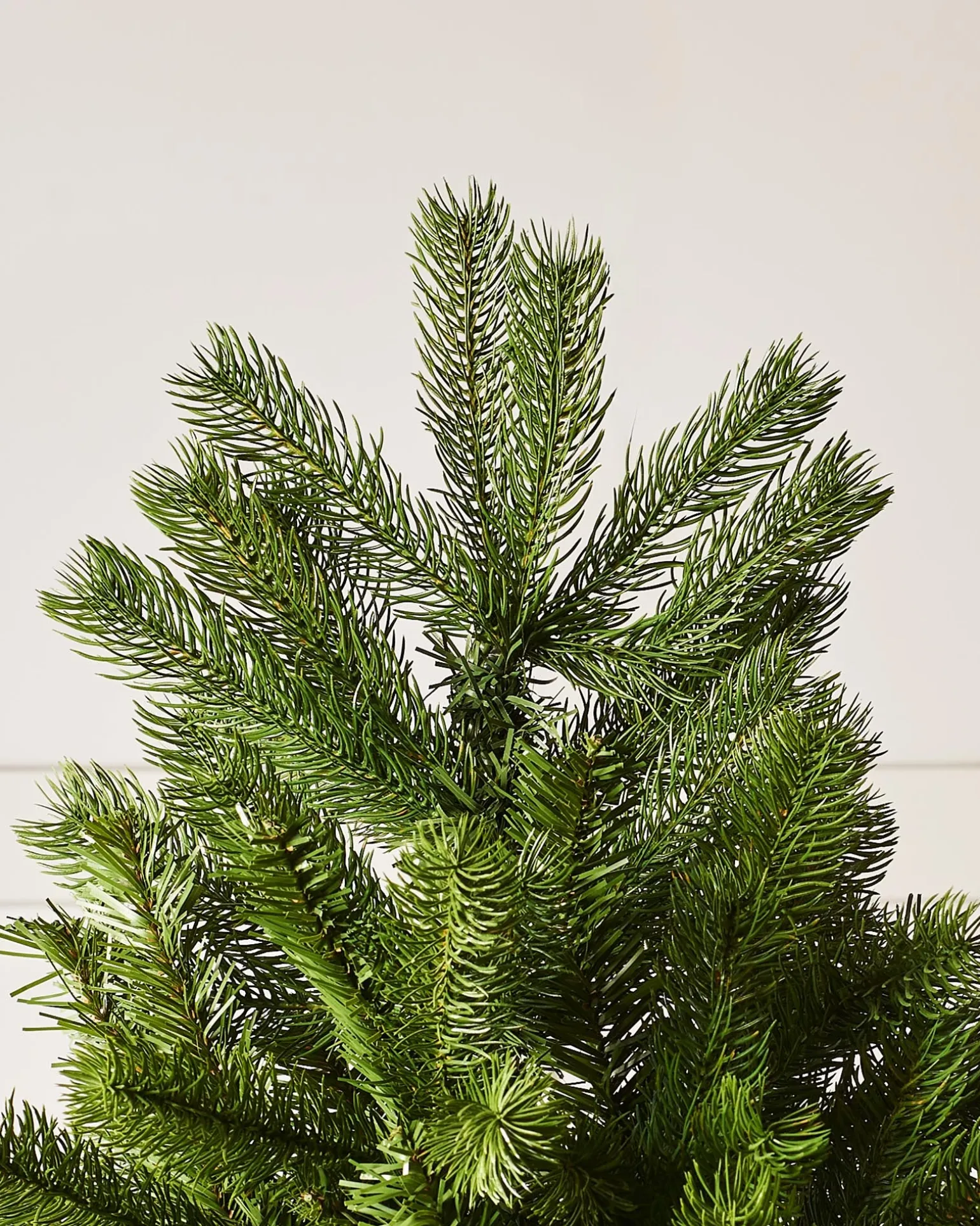 Large Mixed Pine Christmas Tree, 8 Ft