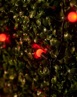 LINK UP LED Berry Lights, Black Cable, Red