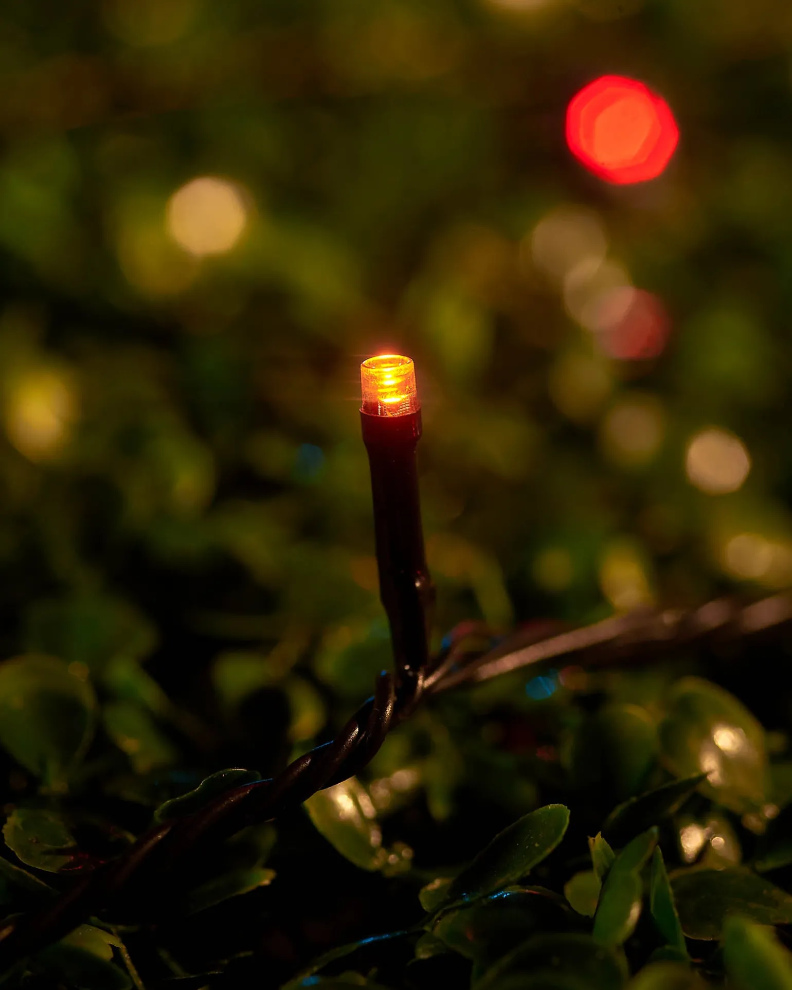 LINK UP LED String Lights, Black Cable, Autumn Colour