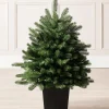 Mixed Pine Traditional Potted Christmas Tree, 3 Ft