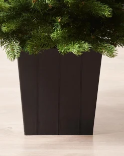 Mixed Pine Traditional Potted Christmas Tree, 3 Ft