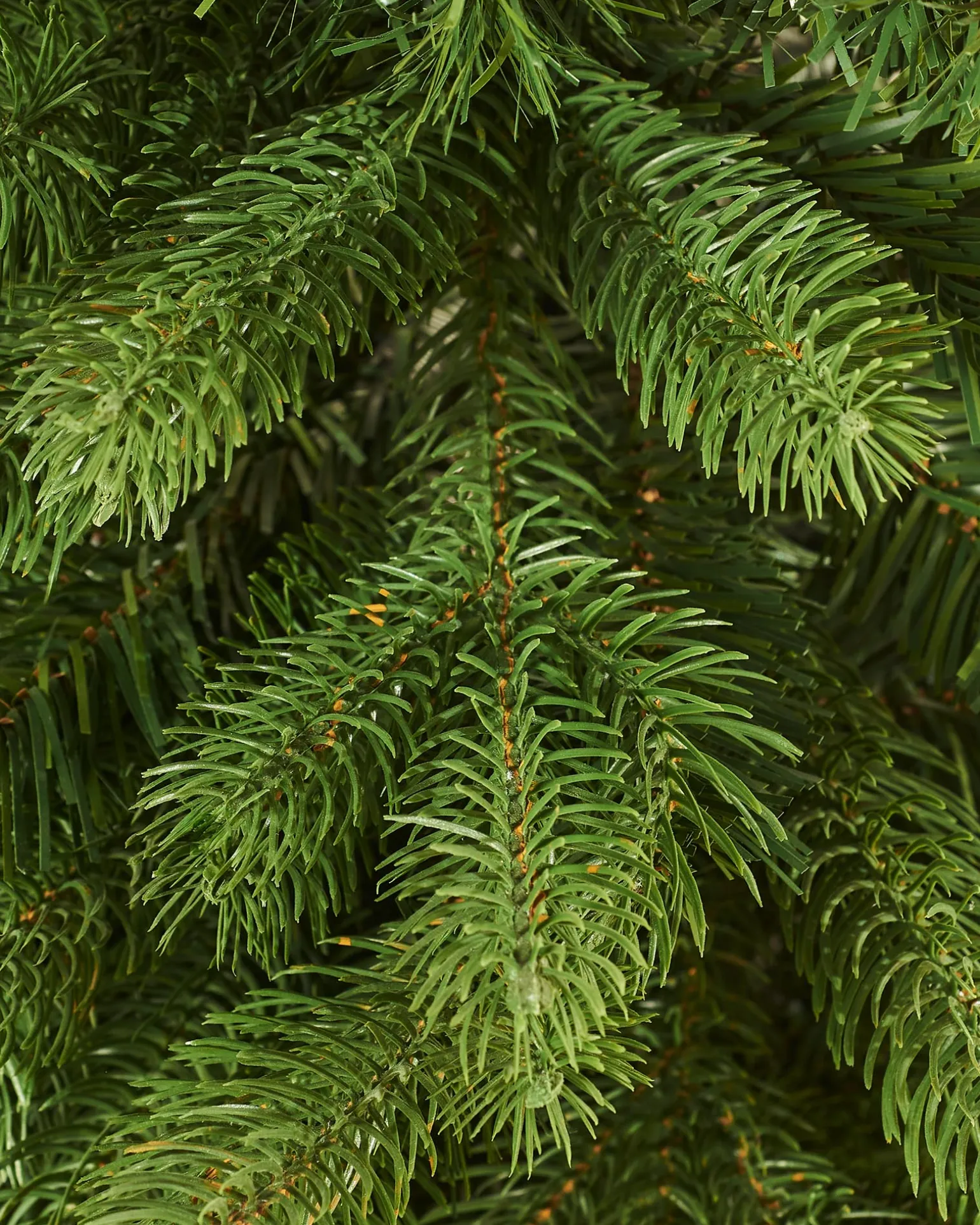 Mixed Pine Traditional Potted Christmas Tree, 3 Ft