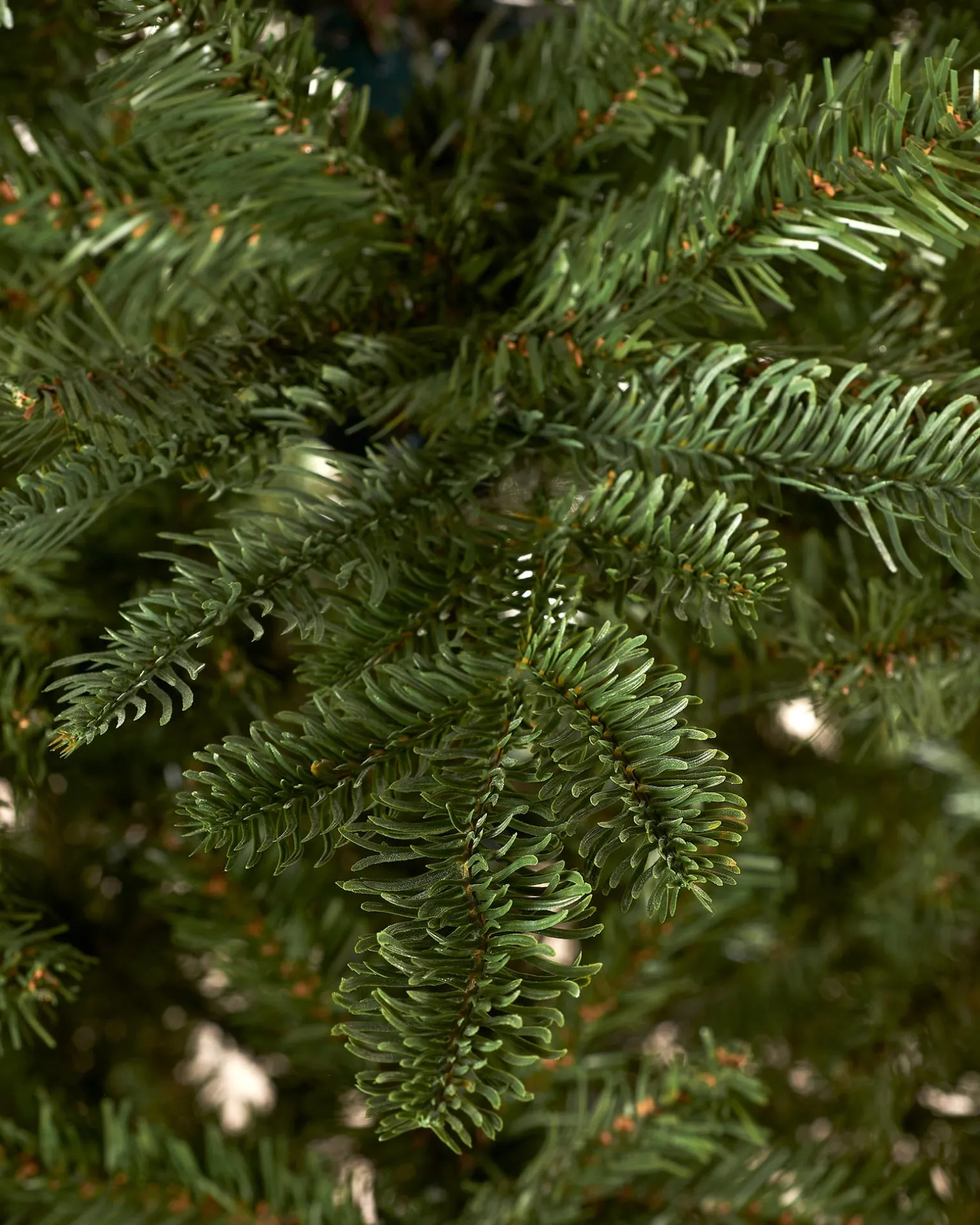 Nordmann Fir Christmas Tree, 7 Ft