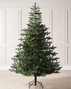 Nordmann Fir Christmas Tree, 7 Ft