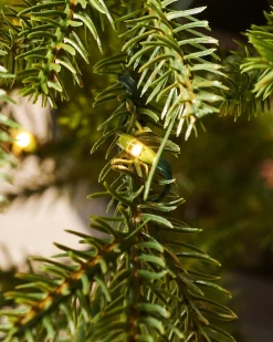 Pre-Lit Potted Douglas Fir Christmas Tree, 3 Ft