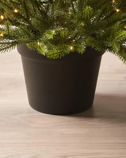 Pre-Lit Potted Douglas Fir Christmas Tree, 3 Ft