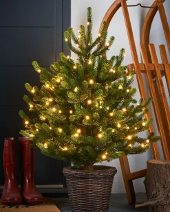 Pre-Lit Potted Dwarf Fir Christmas Tree, 3 Ft