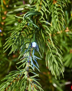 Pre-Lit Windsor Fir Christmas Tree, Dual Multi Colour, 7 Ft