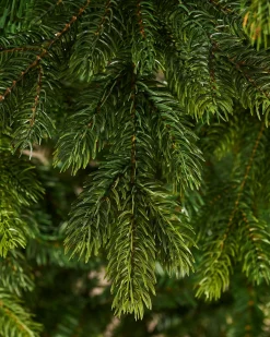 Regent Pine Mixed Tip Christmas Tree, 7 Ft