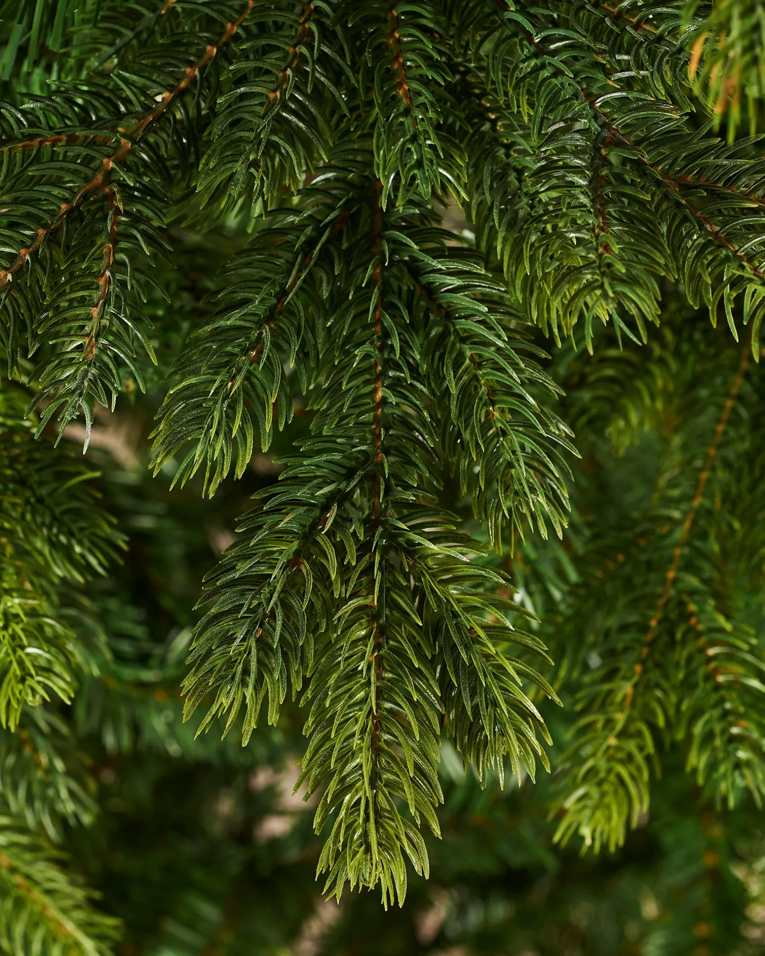 Regent Pine Mixed Tip Christmas Tree, 7 Ft