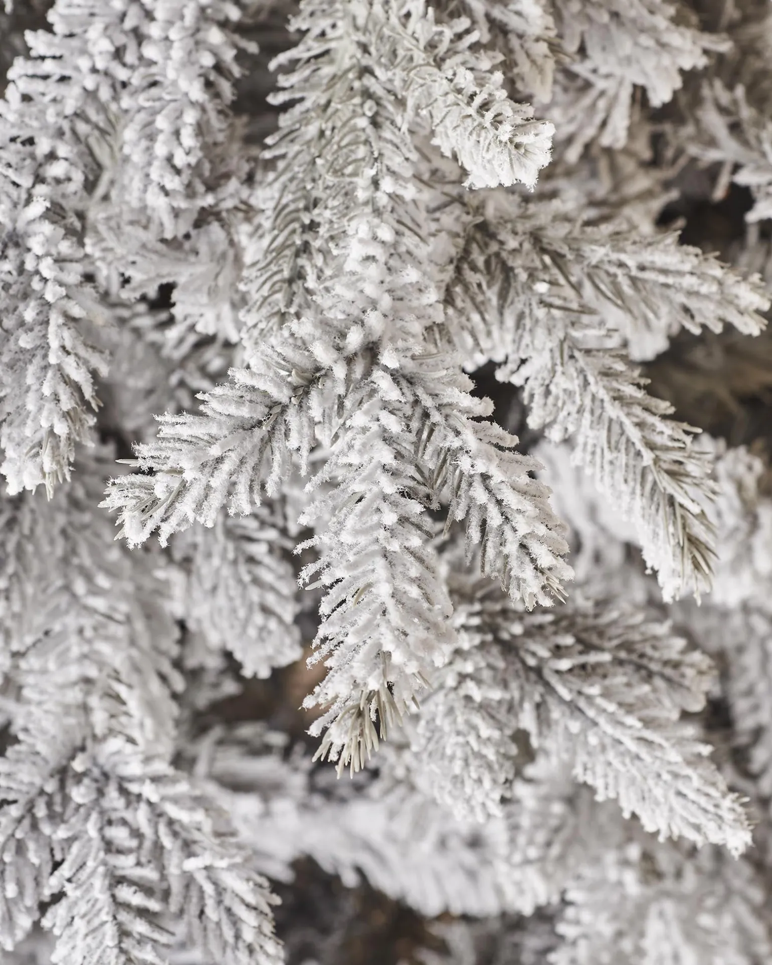 Snow Flocked Grey Fir Christmas Tree, 6 Ft